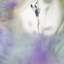 Fairytale Macro World