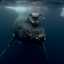 Smiling humpback whale 