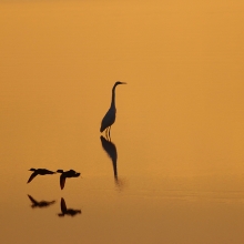 Three Birds