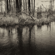 Water Trees