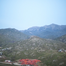 The Orange Tree 
