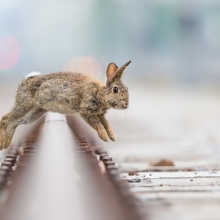 Urban rabbits