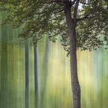 Forest's Soul