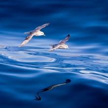 A pair of fulmars glide over the Arctic Sea