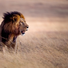 King