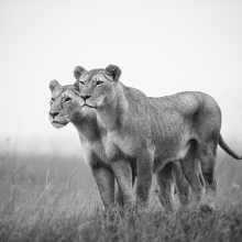 Sisters, Masai Mara, Kenya