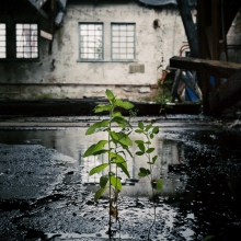 The World Without Us