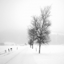 Pure White