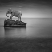 WildLife On The Beach  
