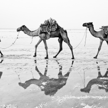 Salt of the Afar