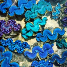 Blue Clams