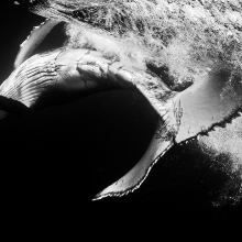 Humpbacks in Monochrome