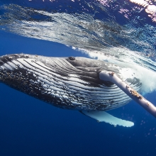 Humpback Portrait