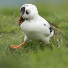 Withe puffin