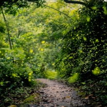 Mystery path