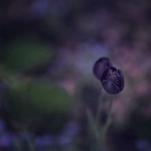 The black sheep