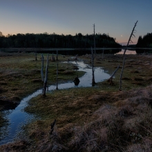 Quiet early morning at the bog lake