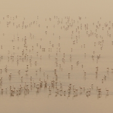Symphony in Flamingo Major