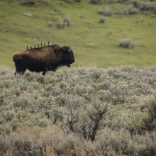 Yellowstone Transit 