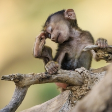 Little Thinker