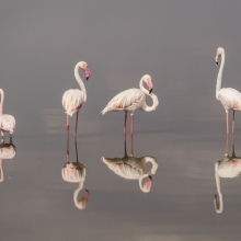 Flamingo Quartet