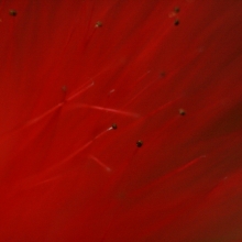 FONY, Flowers of New York