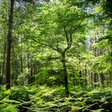Parisian Woods