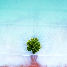 Lone Mangrove