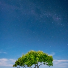 Night Mangrove