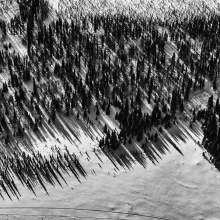 Trees of Denali 