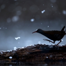 Water rail in the snow.