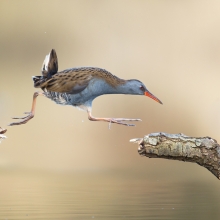 Hasty water rail makes athletic jump.