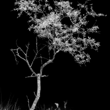 Black landscape