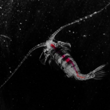 Beauty from Deep Sea - Gaussia princeps