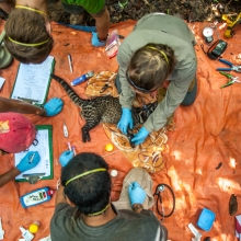 The scientists whose work is helping save Borneo's enigmatic animals