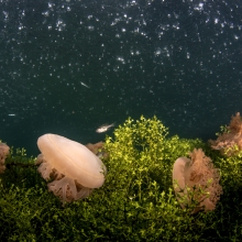Upside-down jellyfish in 'space'