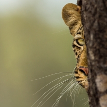 Peek-a-Boo