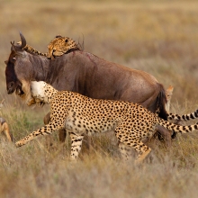 Two Cheetah killing a Wildebeest