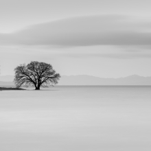 Lake Biwa Tree
