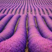 Lavender Sea