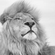 A portrait form the wilderness in high key