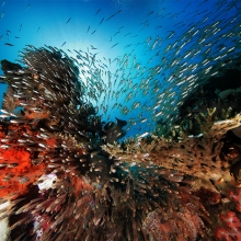 Explosion of Life
