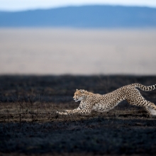 Dusty Chase