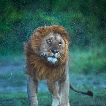 Shake It Off
