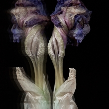 Iris germanica