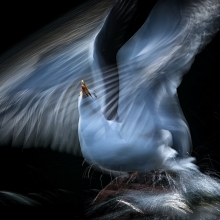 The Seagull