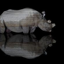 Black Rhino reflction at night