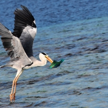 Fight for fish