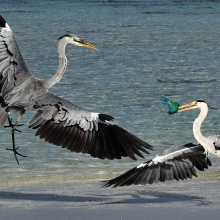 Fight for fish
