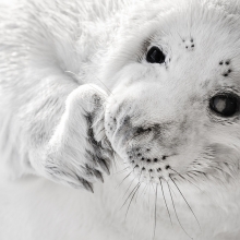 Black and White Grey Seal
